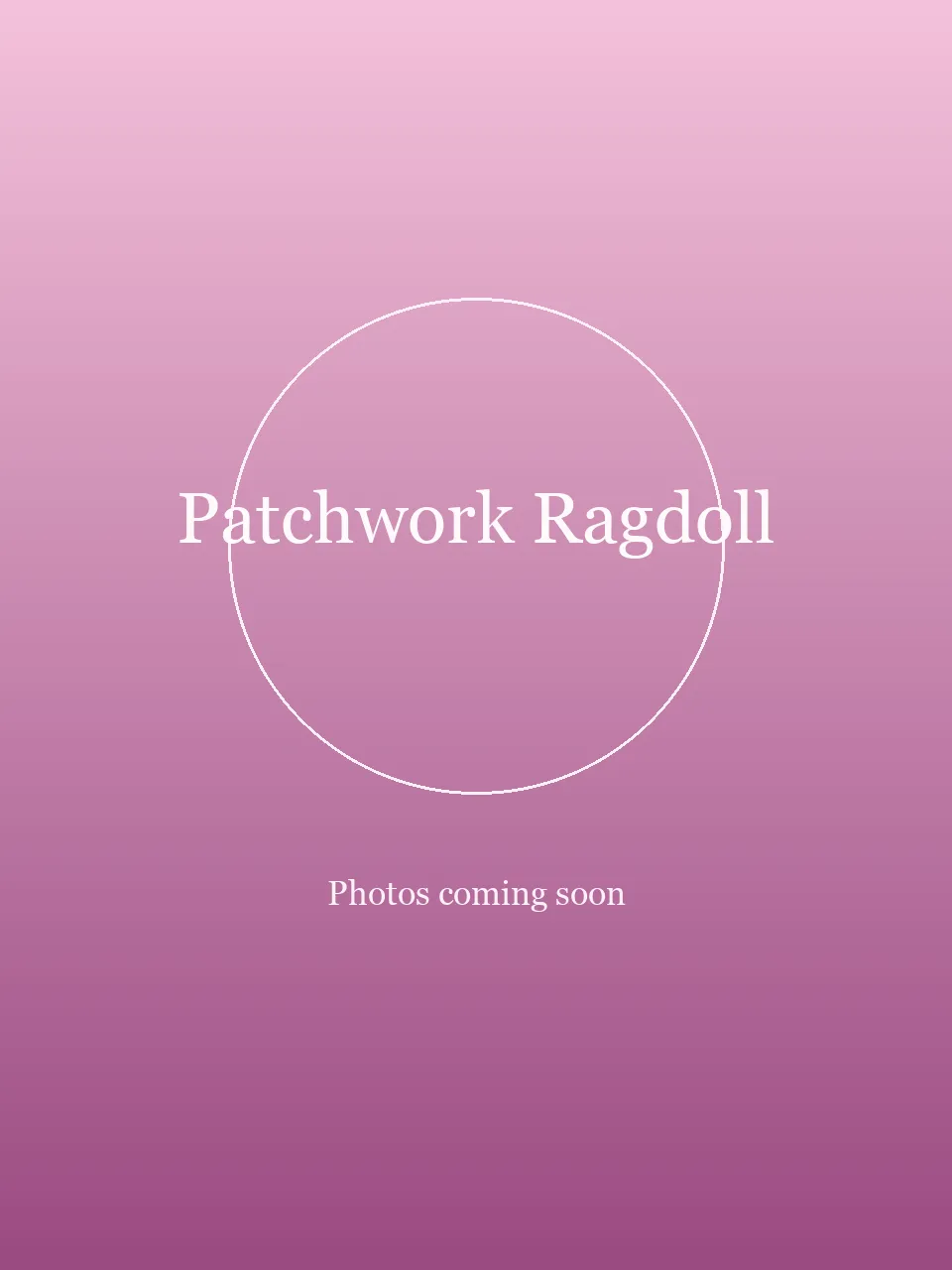 Patchwork Ragdoll party character in Columbus